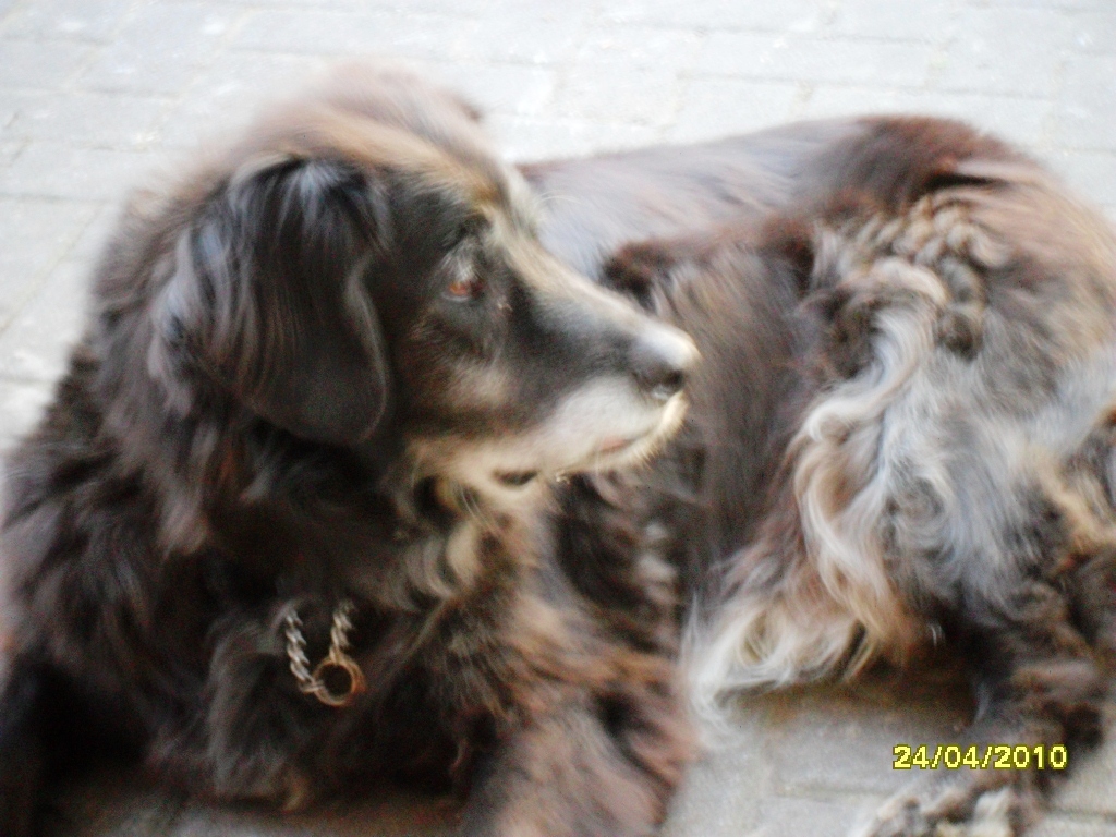 Felix (Berner Sennenhund, Flat Coated Retriever) Berner Sennenhund Flat Coated Retriever 